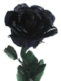 Black Rose Made of Feathers