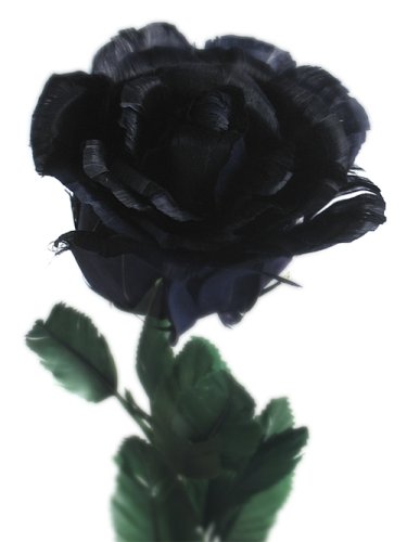 Black Rose Made of Feathers
