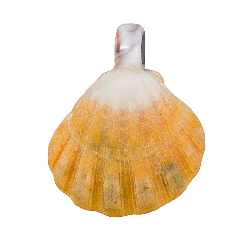Sunrise Shell Natural Color Pendant with Puka Top Made in Hawaii