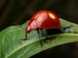 A Red Leaf Beetle on a Green Leaf Premium Photographic Poster Print by George Grall, 18x24