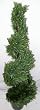 4' INDOOR/OUTDOOR Rosemary Spiral Topiary