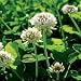 White Dutch Clover Seed - 2 LB White Dutch Clover Seed - 2 LB