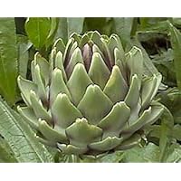 Green Globe Artichoke - 4 Plants - Artichokes this Year