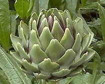 Green Globe Artichoke 15 Seeds - Exotic/Edible