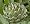 Green Globe Artichoke 15 Seeds - Exotic/Edible