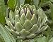 Green Globe Artichoke 15 Seeds - Exotic/Edible