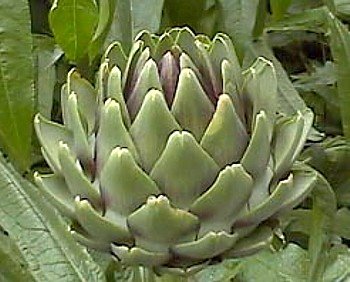 Green Globe Artichoke 15 Seeds - Exotic/Edible