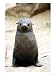 Cape Fur Seal, Young, Skeleton Coast, Namibia Photographic Poster Print by Ariadne Van Zandbergen, 18x24