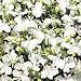 Lobelia erinus compacta Snowball