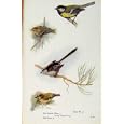 BRITISH BIRDS BY W FOSTER FIRE CRESTED WREN TAILED TIT