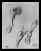Edgar Germain Hilaire Degas (Three studies on the hindquarters of a horse) Framed Art Poster Print - 11 X 17
