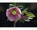 Photographic Prints of Helleborus orientalis - a garden hybrid - a hardy semi- evergreen perennial from Ardea Wildlife Pets