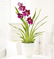 Miltonia Orchid