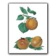 Les Peches - Gift Enclosure Cards (set of 12)