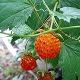 日本の木いちご：カジイチゴ4号ポット[大実で食味抜群、日本の山野に自生する木苺][苗木]