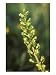 Common Twayblade, Close-up Photographic Poster Print by David Boag, 12x16