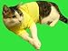PET BOX [DVD] 別画像