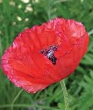 410wUkWLZEL. SL160  Poppy, Brilliant Red (Oriental) 1 Pkt. (600 seeds)