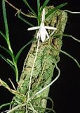 Jumellea comorensis