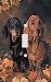 Daschunds Decorative Switchplate Cover