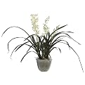 Cymbidium Orchid Plants in Glass Vase - 31"