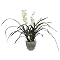 Cymbidium Orchid Plants in Glass Vase - 31"