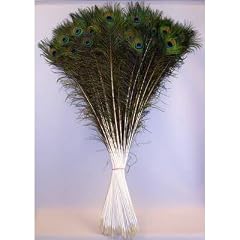 Pfauenfedern 100x Pfauenfeder Pfau Feder echt 100-110cm