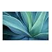 Cactus Flower (Photograph) Nature Poster - 24x36