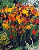 410xT4p6V0L. SL160  Cut Price Flower Bulbs