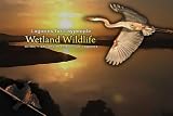Lagoons for Laypeople - Wetland Wildlife