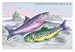 Common Trout and Northern Char 12x18 Giclee on canvas - Prints - 09310-2CG12