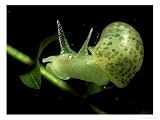 Eared Pond Snail, Svartan River, Sweden Photographic Poster Print by Fredrik Ehrenstrom, 64x48
