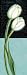White Tulip - Chantal Godbout Art Print Poster - 7 x 20