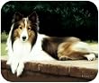 Collie/Shelite On Porch Dog Puppy Mouse Pad MousePad