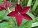 Nicotiana - 24
