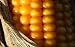Corn - Fall Detail - 24