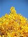 Jonsteen Tree Tulip Poplar Tree Growing Kit