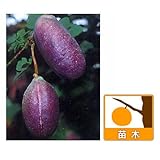 アケビ：紫アケビ4～5号ポット[大果で濃紫色実のあけび　つる性][苗木]