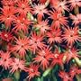 Silene 'Jack Flash' Flower Seeds ** A stunning Perennial**