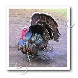 Wild Turkey - 10x10 Iron On Heat Transfer For White Material
