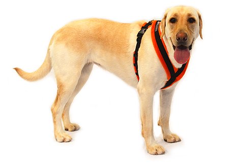 walkeez harness