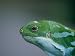 Fijian Banded Iguana at the Houston Zoo Photographic Poster Print by Joel Sartore, 12x16