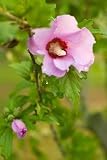 Rose of Sharon 2 - 24