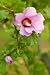 Rose of Sharon 2 - 18"H x 12"W - Peel and Stick Wall Decal by Wallmonkeys