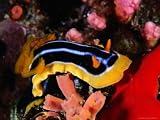 Pyjama Nudibranch or Sea Slug in the Red Sea, Ras Mohammed National Park, Egypt Lonely Planet Collection Photographic Poster Print by Mark Webster, 40x30