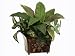 Lot of 6 Artificial Yucca & Fern Plants with Metal Containers 16