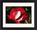 Framed Prints of Floribunda rose (Rosa Molly McGredy) from Science Photo Library