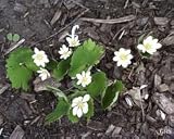 Bloodroot Herbal Capsules