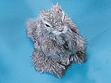 Gopher Groundhog Lifelike Model Figurine Figurie Statue Collectible