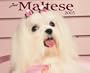 Just Maltese